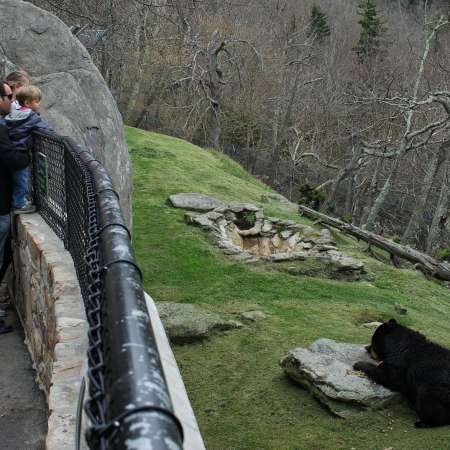 Black Bears Emerge at Grandfather Mountain | Linville