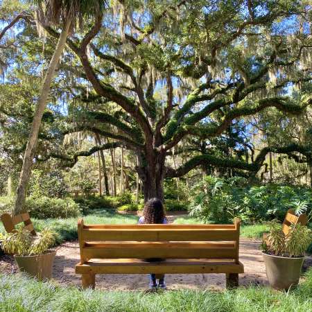 Bench And Tree At Washington Oaks Gardens State Park In Flagler County, FL
