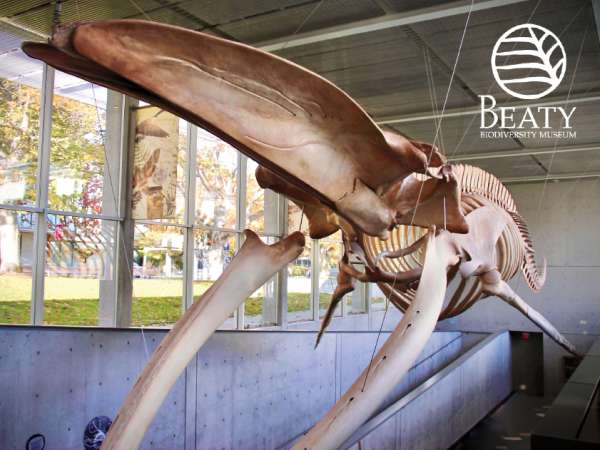 Beaty Biodiversity Museum