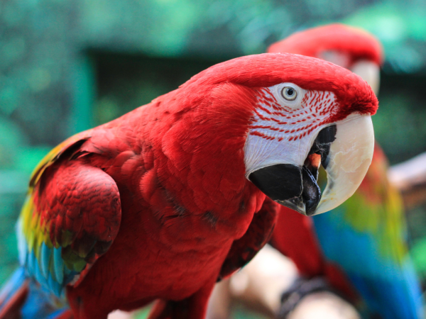 Bloedel Conservatory Parrot