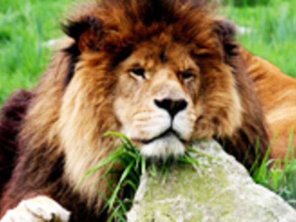 Greater Vancouver Zoo