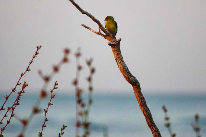 Yellow Finch Sitting on Tree Branch with Lake Michigan Behind
