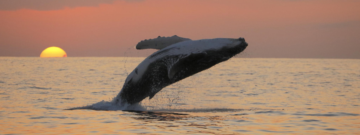 A breaching whale at sunset in Morro Bay, SLO CAL