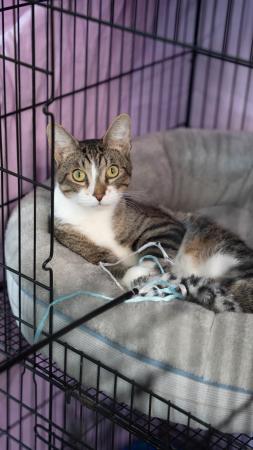 Tabby cat resting in a cozy bed inside a kennel at Friends of Animal Rescue in South Padre Island.