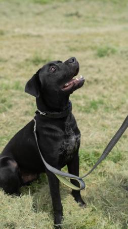 Black dog on a leash sitting in the grass and looking up at a handler at Friends of Animal Rescue.