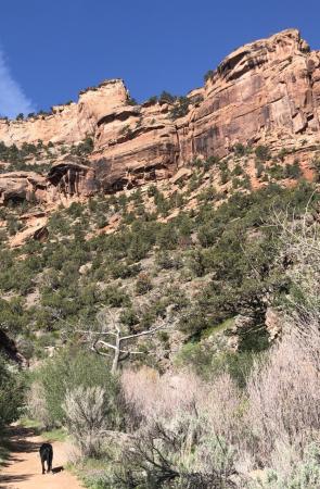 Black Lab on Mica Mine Trail