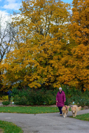 dogs walking