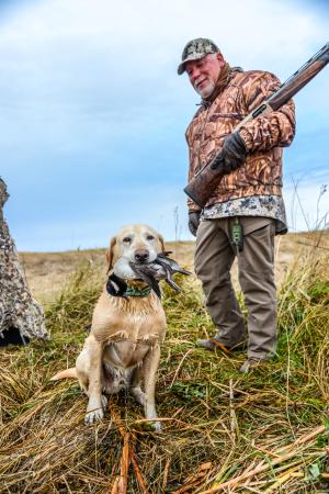 A Labrador Retriever proudly holding a duck in front of his hunter in Devils Lake, ND.