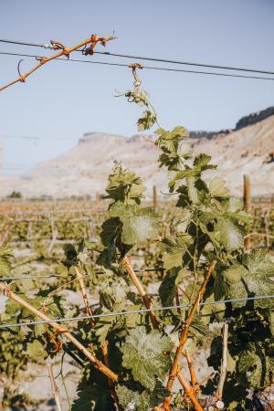 Mt. Garfield and Book Cliffs behind Vineyard Field
