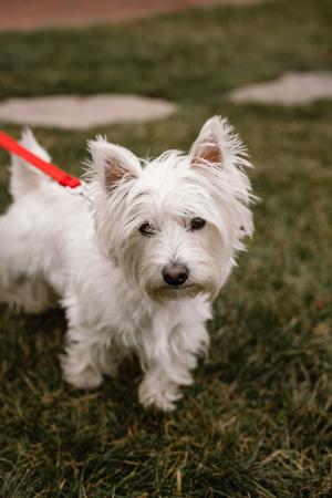 White Dog