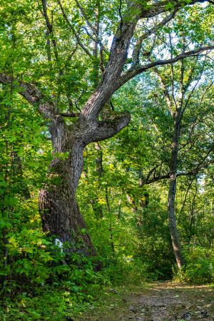 Native American Trail Tree at Bristol Woods Park