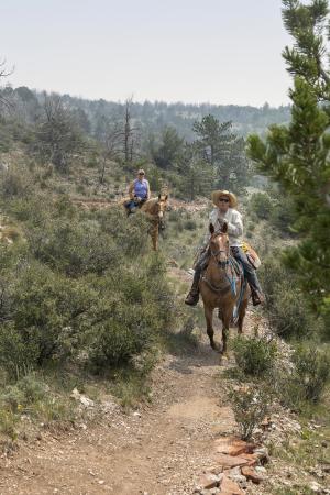 Horseback Riding Medicine Bow National Forest