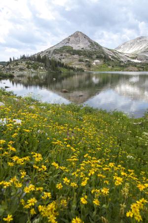 Yellow wildflower at libby lake in the Snowy Range