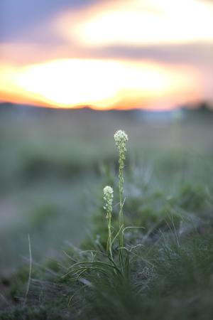 White wildflowers sunset backlit