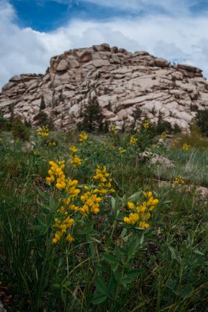 Autumn Sneezeweed, Vedauwoo Wyoming