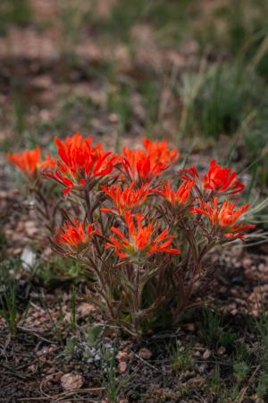 Wyoming Indian Paintbrush Wildflower red