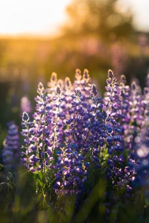 Wyoming wild lupine