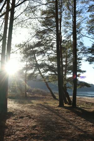 Sollys gjennom høye furutrær ved fjorden.
