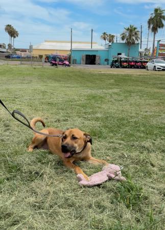 Friends of Animal Rescue - Brown Dog