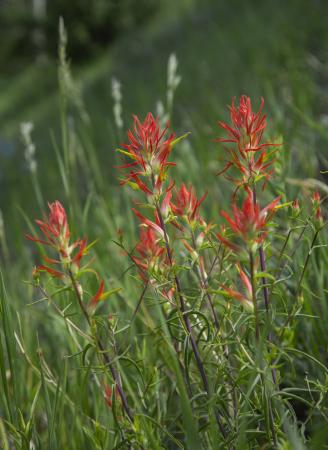 Indian Paintbrush wildflowers Laramie Snowy Range