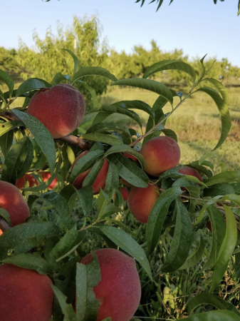 Mulberry Orchard