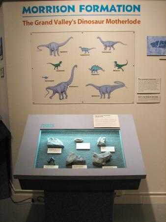 View of Dinosaur Bones in a Case