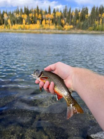 Person holding a Brook Trout on the Grand Mesa