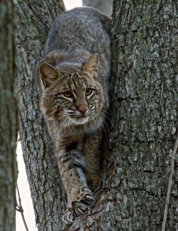 Bobcat