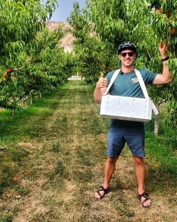 Man Picking Peaches in Grand Junction, Colorado