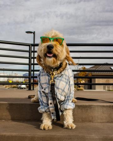 Dog in Sunglasses Posing