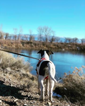 Dog at Connected Lakes State Park in the Winter