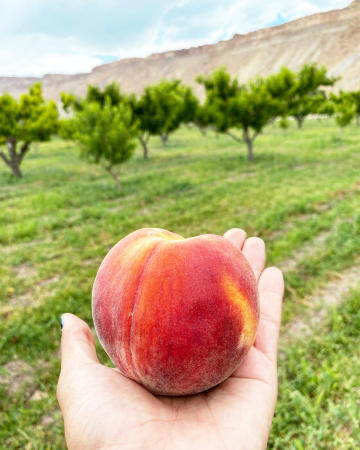 Person Holding a Peach in front of Orchard and Book Cliffs