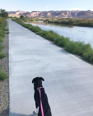Dog on Leash walking on The Colorado Riverfront Trail with Colorado National Monument in the Background