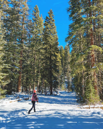 Person Walking through Snowy Forest on the Grand Mesa
