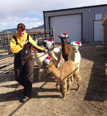 SunCrest Orchard Alpacas with Santa Hats