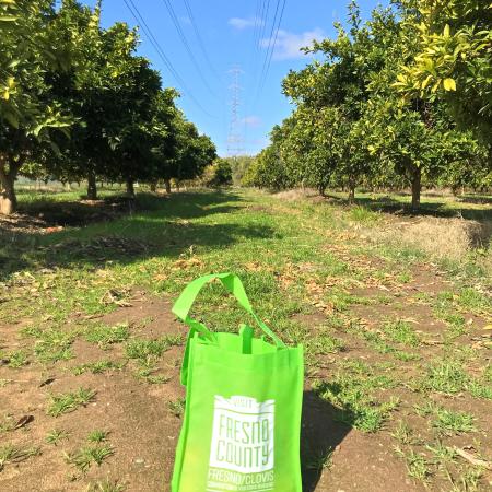 SJRPT bag in orange grove