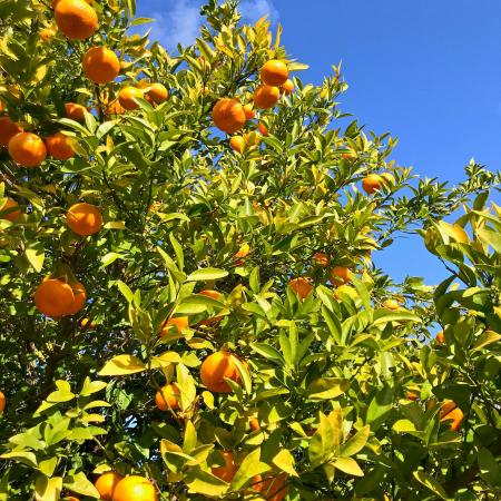 Orange tree at SJRPT
