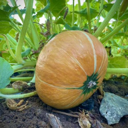 Sunshine Farm Pumpkin Patch