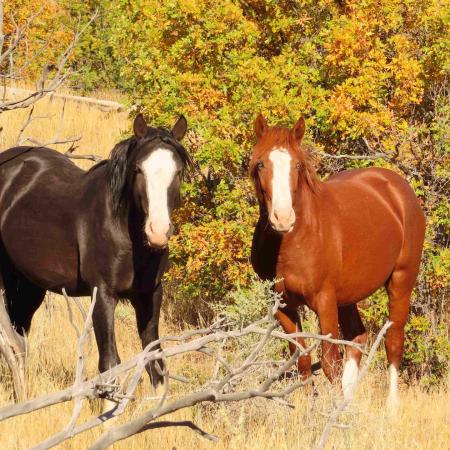 Wild Horses
