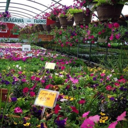 Okagawa Farms