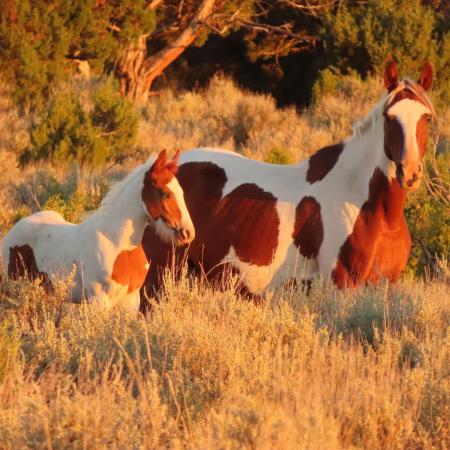 Wild Horses