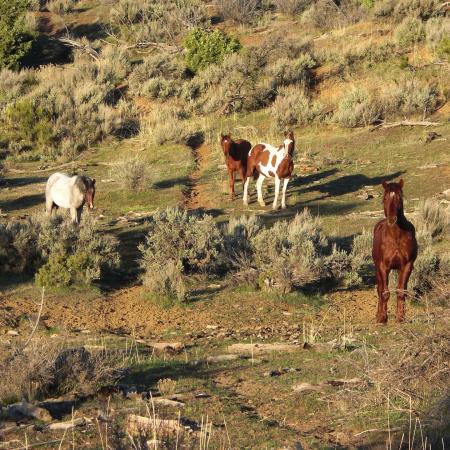 Group of horses at the Little Book Cliffs Wild Horse Range