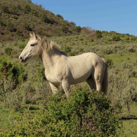 Wild Horse at the Little Book Cliffs Wild Horse Range