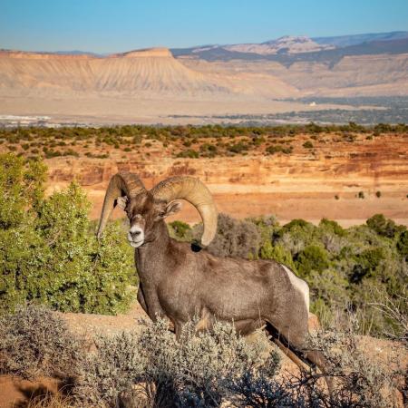 Bighorn Sheep on Colorado National Monument