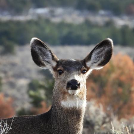 Mule Deer