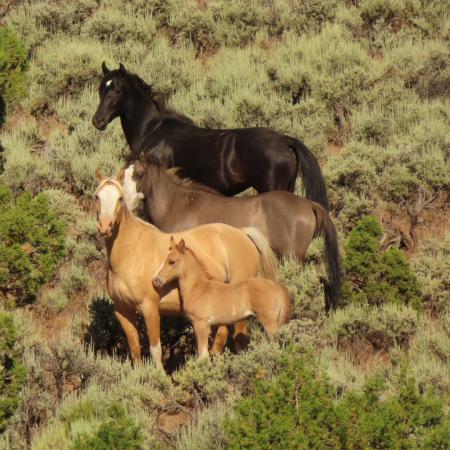 Wild Horses in Little Book Cliffs Wild Horse Range