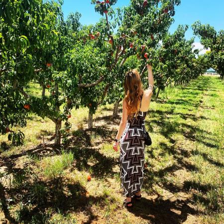 Woman Picking Peach in a Peach Orchard