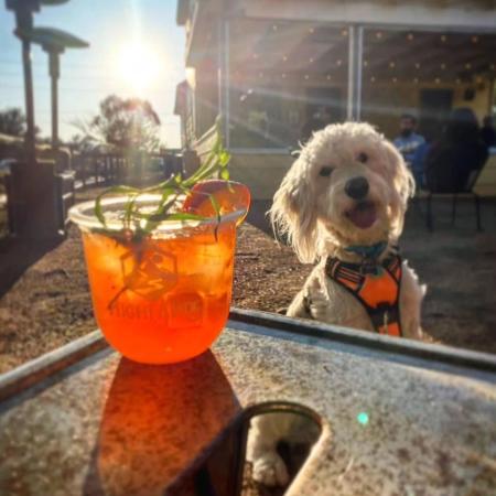 Craft Beverage With A Dog in the Background