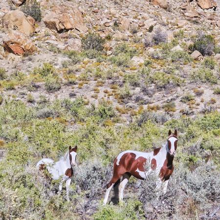 Where to See Wild Horses in Grand Junction | Visit Grand Junction