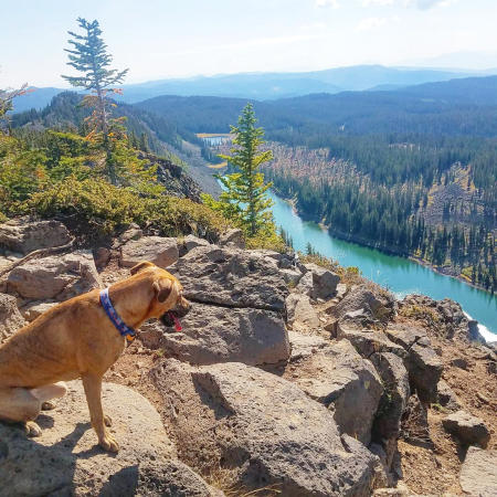 Dog Overlooking Grand Mesa from Crag Crest Trail